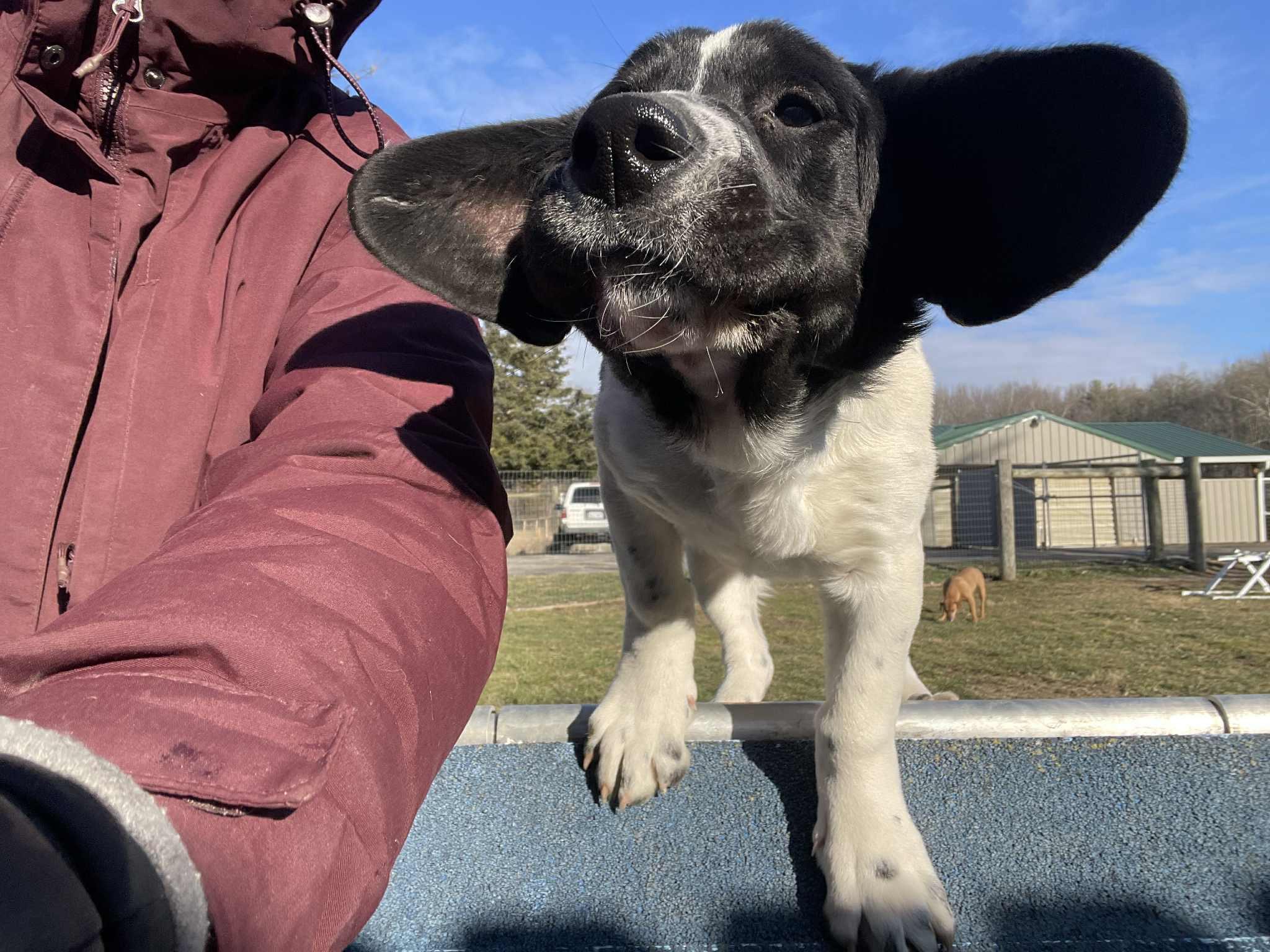 Enlarge Ivy, a Adoptable mixed breed in Seymour, IN image 6/6