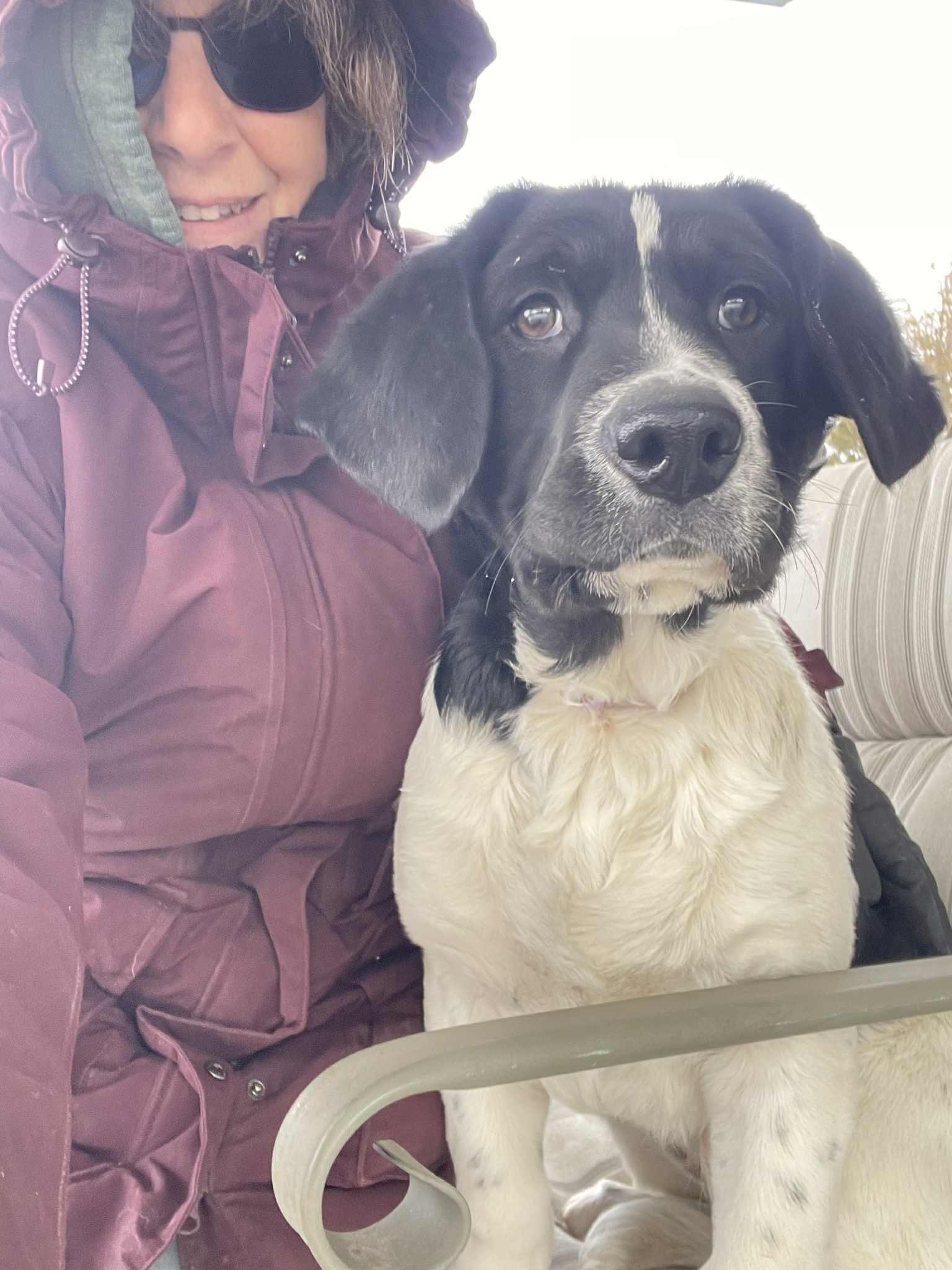 Enlarge Ivy, a Adoptable mixed breed in Seymour, IN image 4/6