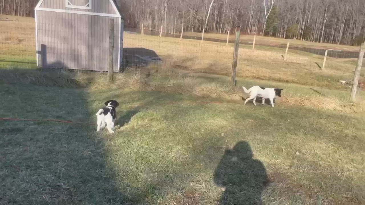 Enlarge Ivy, a Adoptable mixed breed in Seymour, IN video 5/5