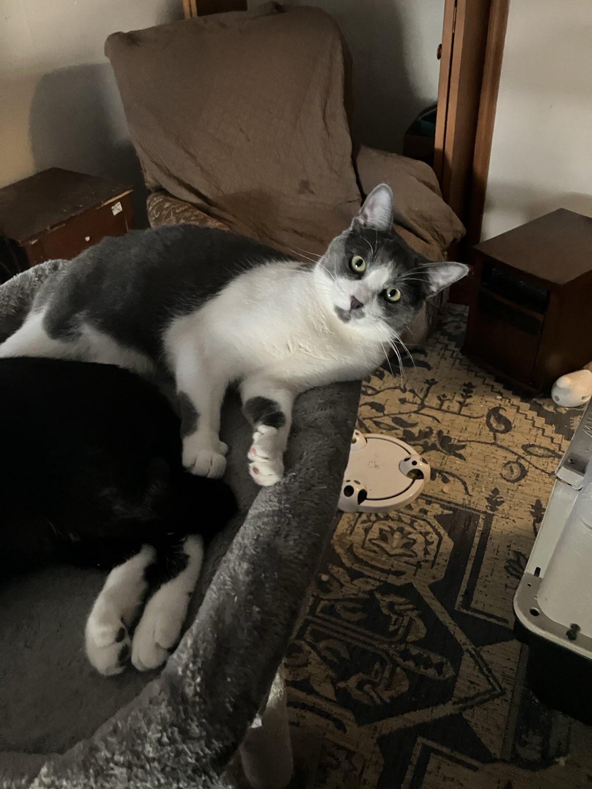 Enlarge Bentley, a Adoptable American Shorthair in Choctaw, OK image 3/4