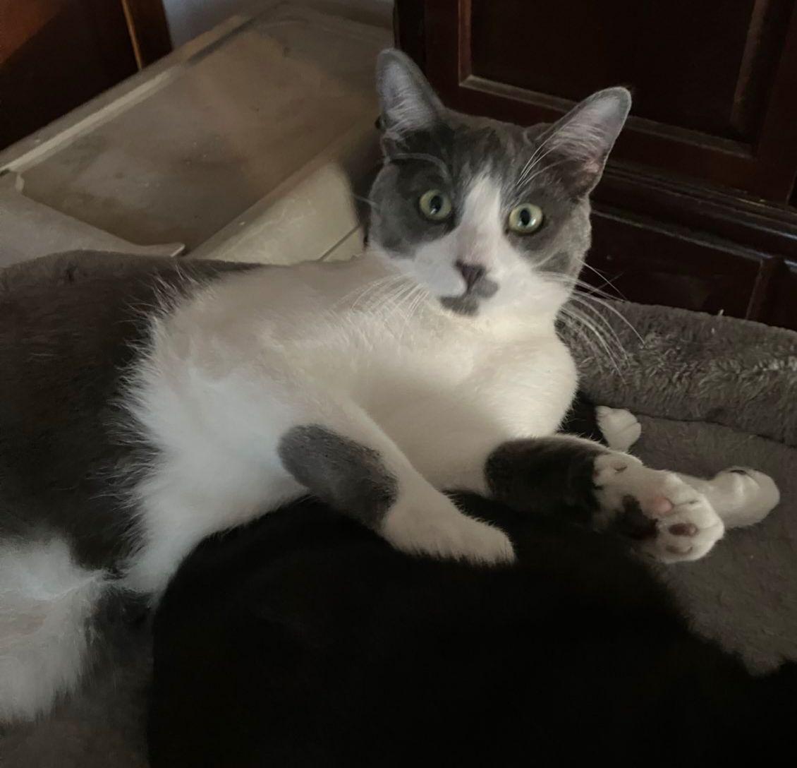 Enlarge Bentley, a Adoptable American Shorthair in Choctaw, OK image 4/4