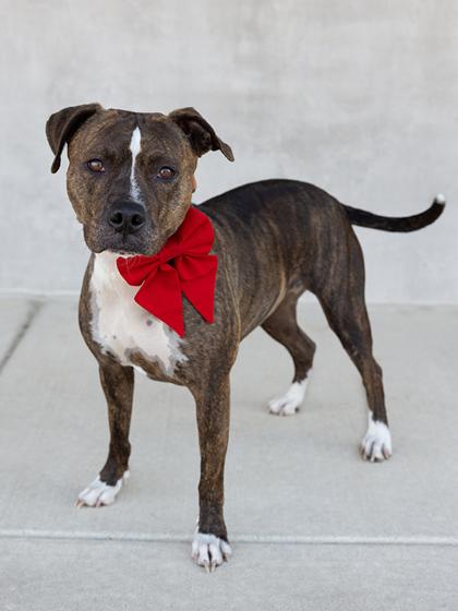 Ursa, Adoptable, Adult Female Mixed Breed & Mixed Breed.
