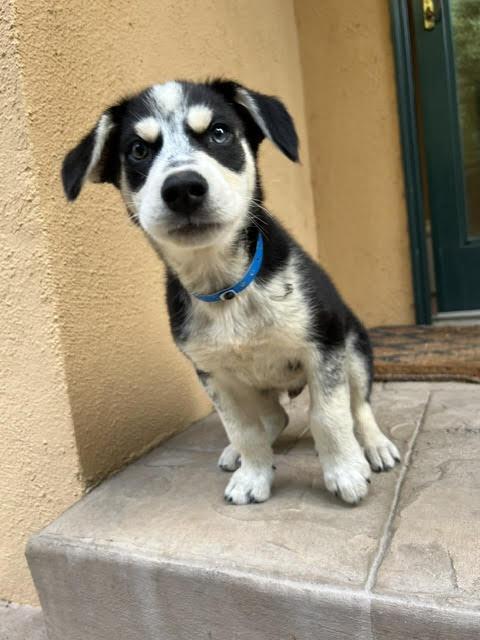 Enlarge Eugene, a ADOPTABLE mixed breed in Redwood City, CA image 1/6