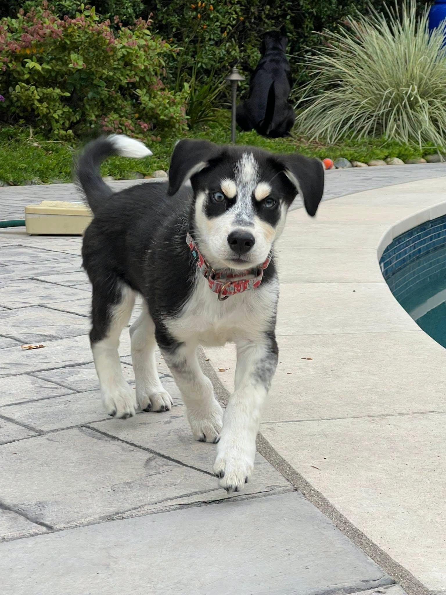 Eugene, a ADOPTABLE mixed breed in Redwood City, CA image 3/6