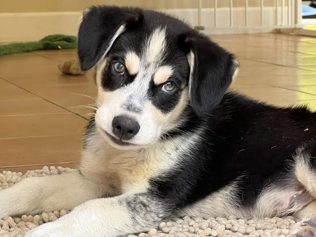Enlarge Eugene, a ADOPTABLE mixed breed in Redwood City, CA image 6/6
