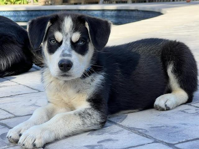 Eugene, ADOPTABLE, Puppy Male Husky.