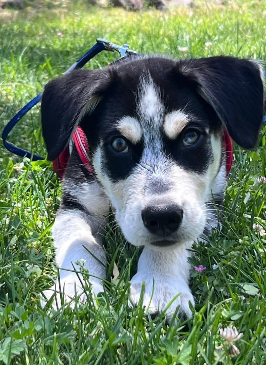 Eugene, ADOPTABLE, Puppy Male Husky.