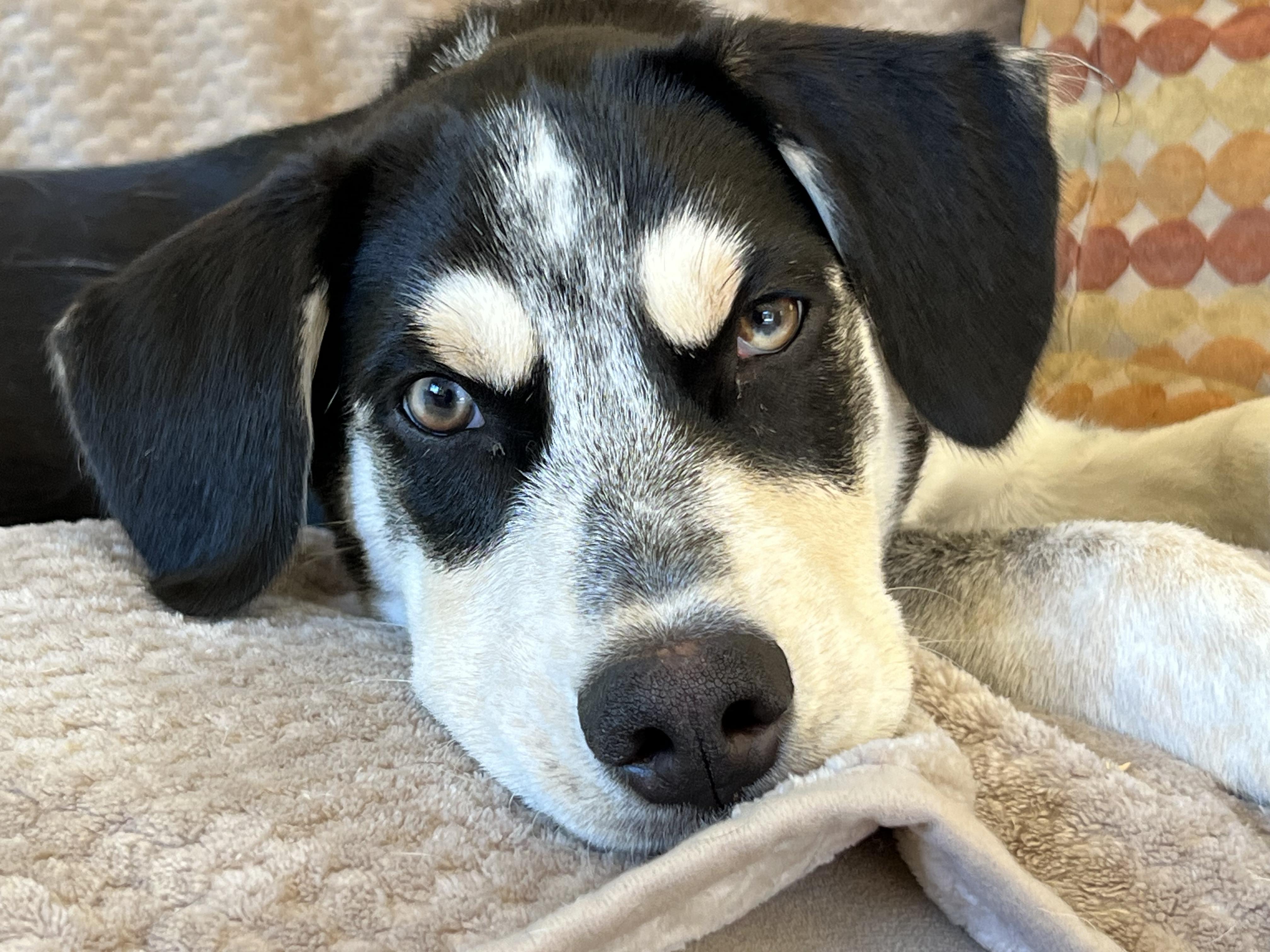 Eugene, ADOPTABLE, Puppy Male Husky.
