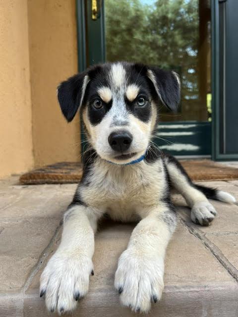 Enlarge Eugene, a ADOPTABLE mixed breed in Redwood City, CA image 5/6