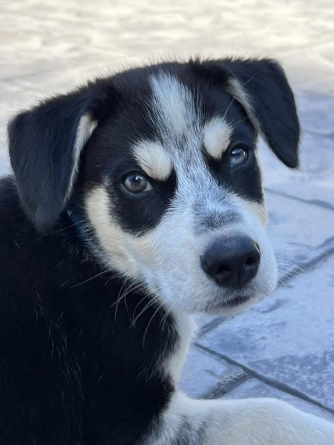 Enlarge Eugene, a ADOPTABLE mixed breed in Redwood City, CA image 2/6