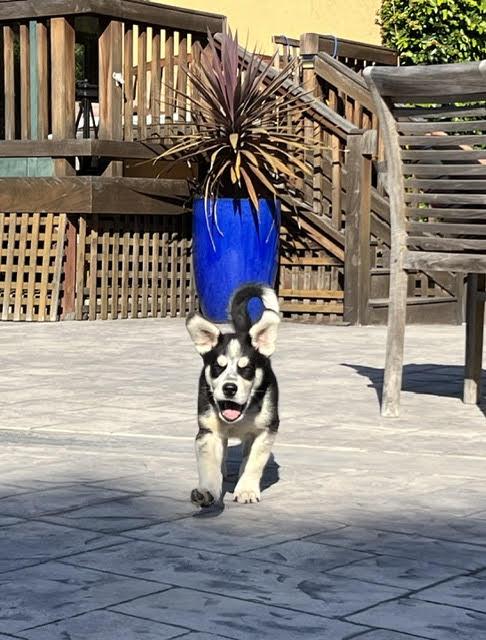 Enlarge Eugene, a ADOPTABLE mixed breed in Redwood City, CA image 3/6