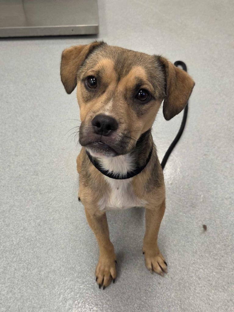 Bart Simpson, Adopted, Puppy Male Pit Bull Terrier & Mixed Breed.
