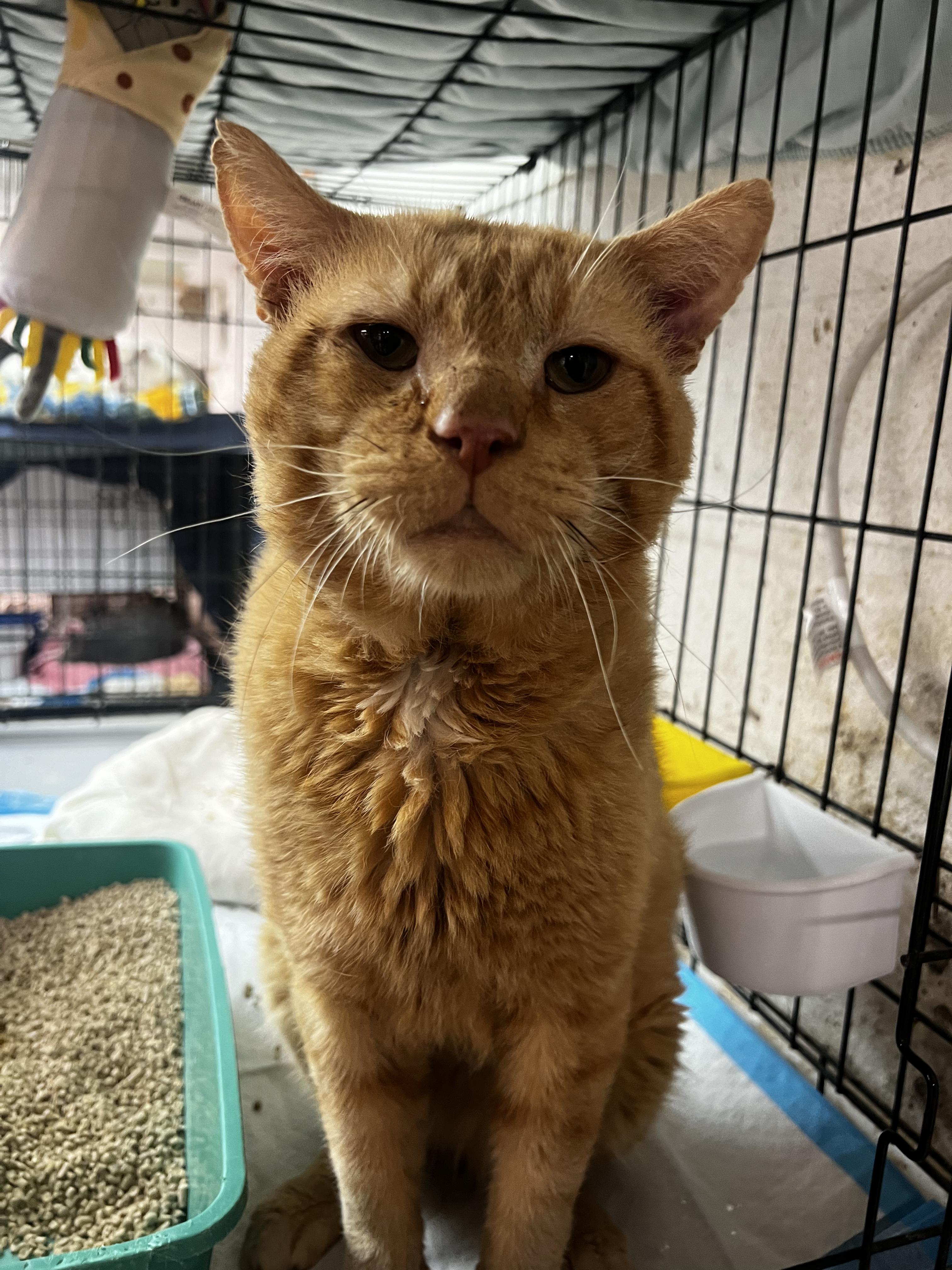 Cat for adoption SINBAD GENTLE GIANT FELV+, a Domestic Short Hair