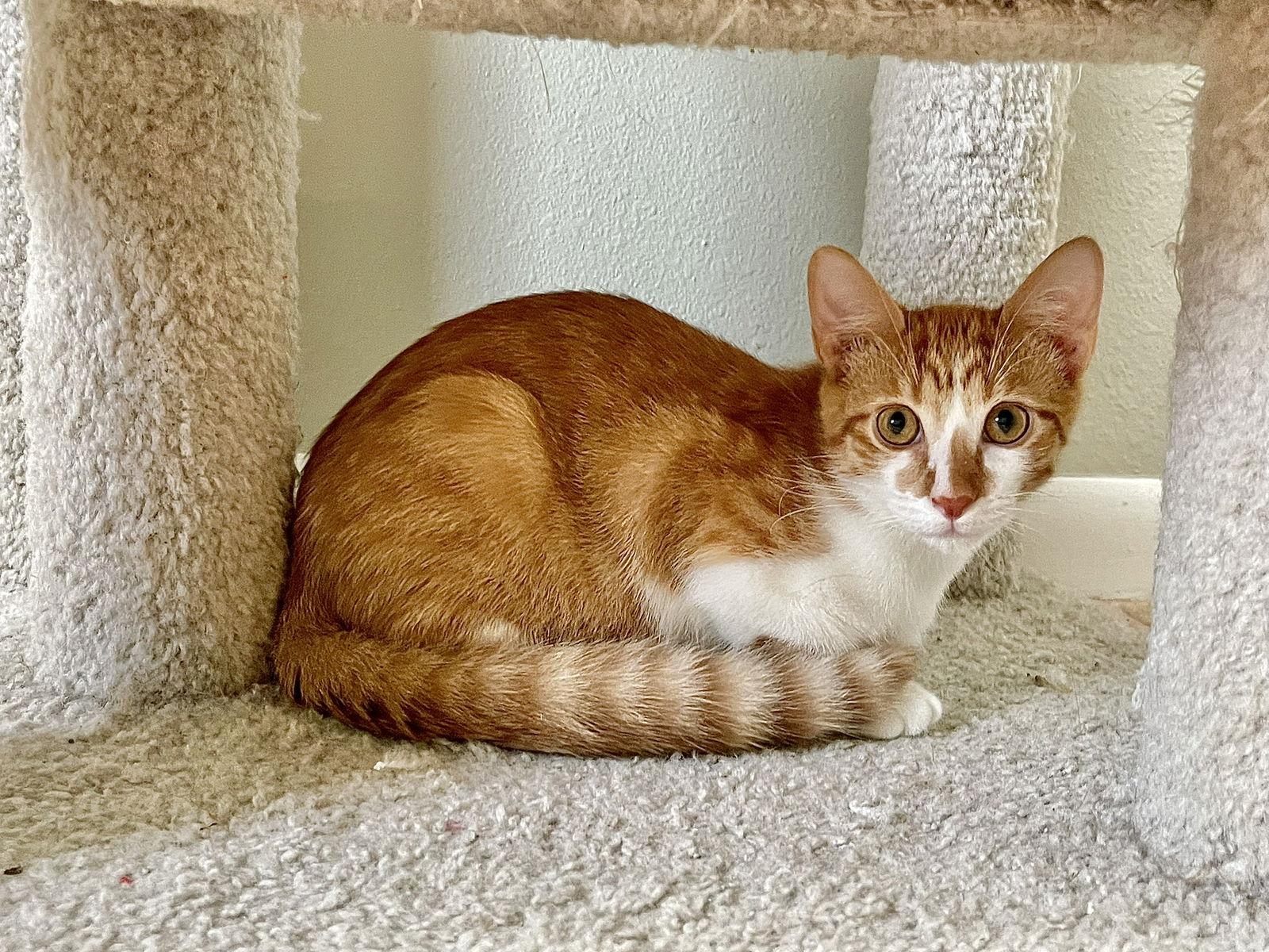 Terracotta, Adoptable, Young Male Domestic Short Hair & Tabby.