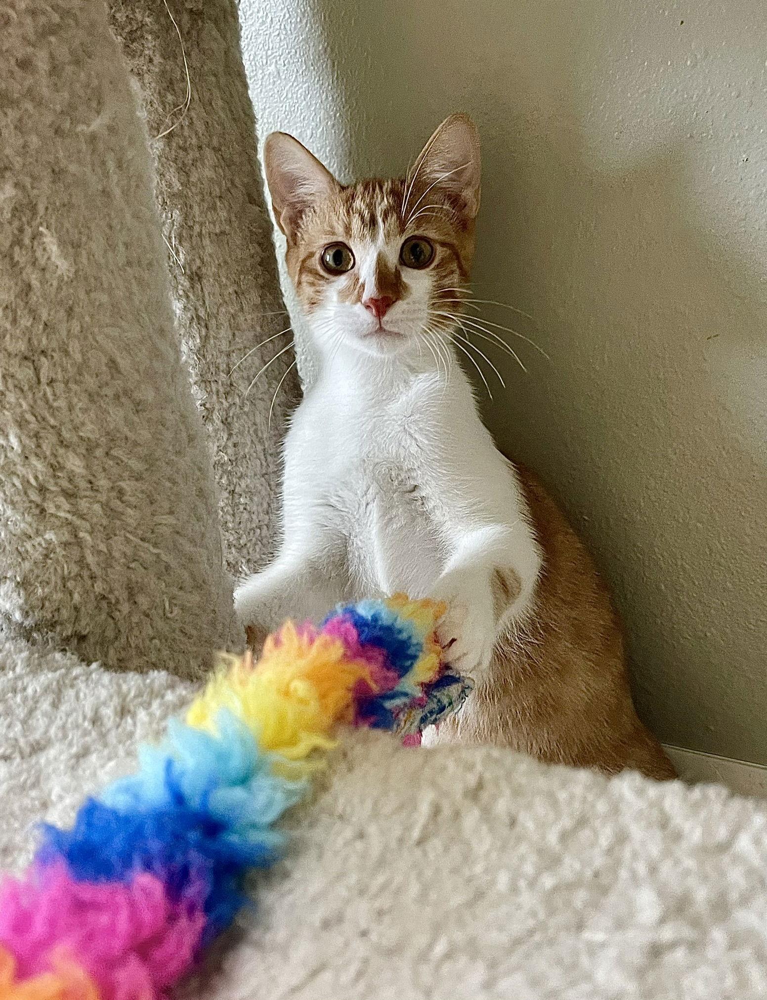 Terracotta, a Adoptable mixed breed in Texarkana, TX image 2/3