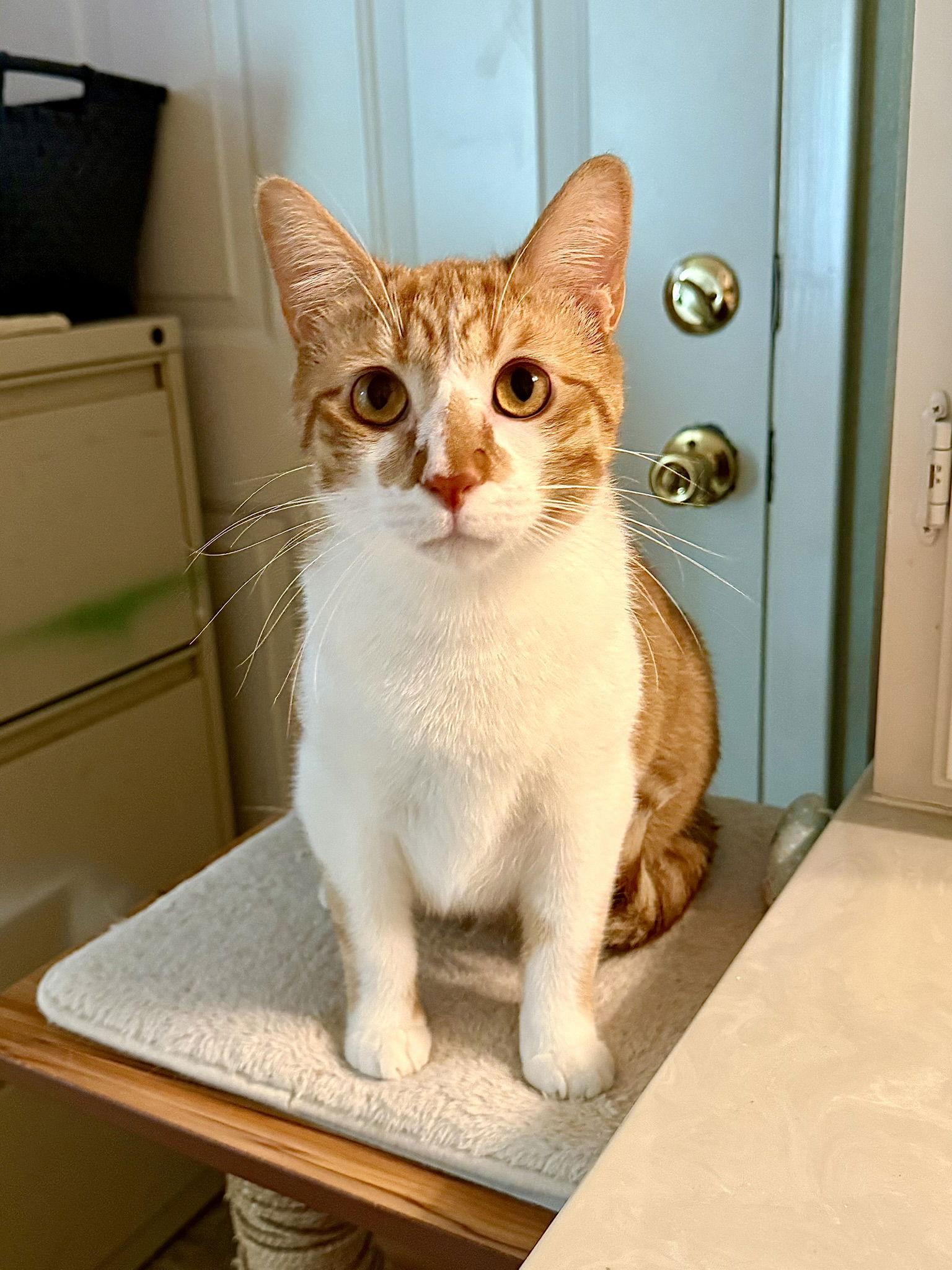 Terracotta, a Adoptable mixed breed in Texarkana, TX image 3/3