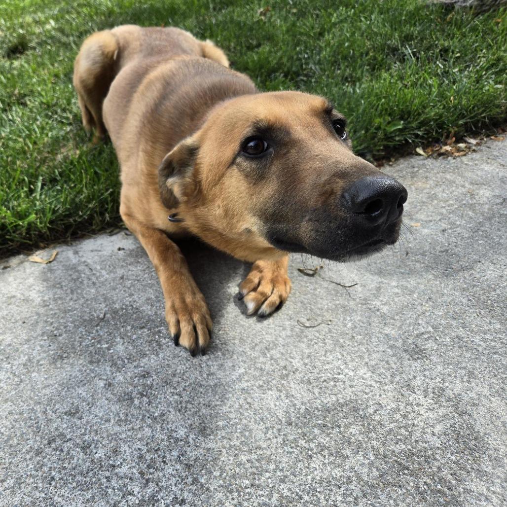 Ralph, Adoptable, Adult Male Shepherd & Mixed Breed.