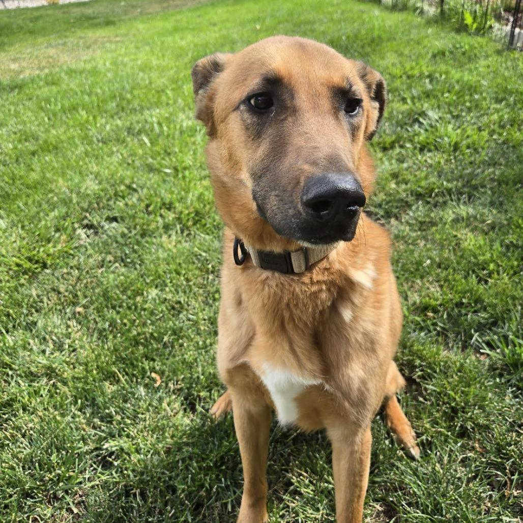 Ralph, a Adoptable mixed breed in Bellingham, WA image 2/5