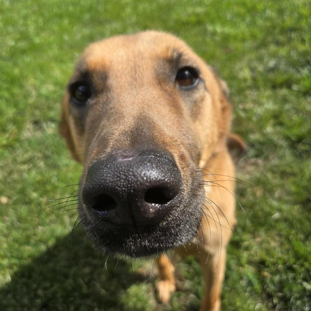 Ralph, a Adoptable mixed breed in Bellingham, WA image 3/5