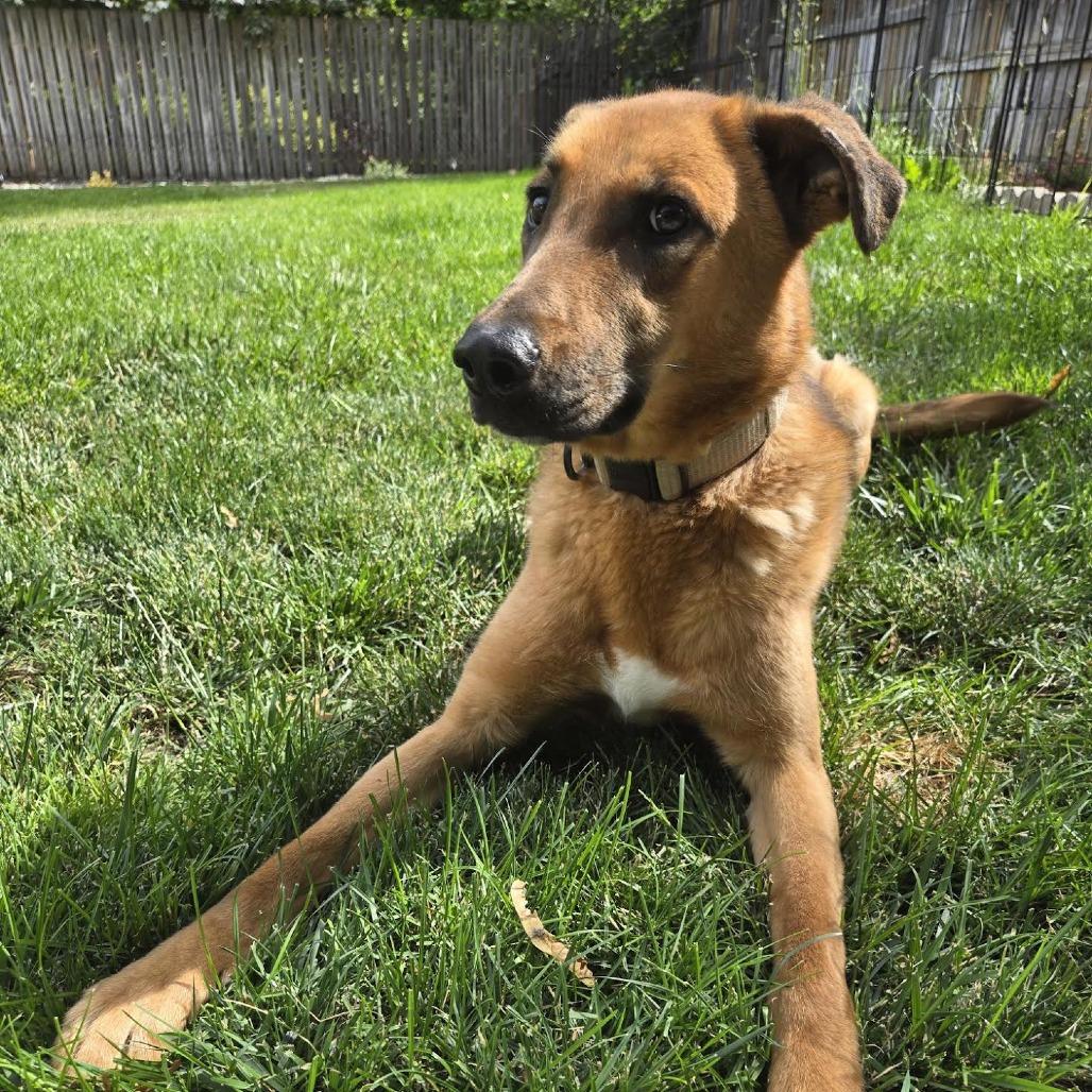 Ralph, a Adoptable mixed breed in Bellingham, WA image 5/5
