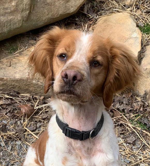 Enlarge TN/Pete, a Adoptable Brittany Spaniel in Memphis, TN image 1/3