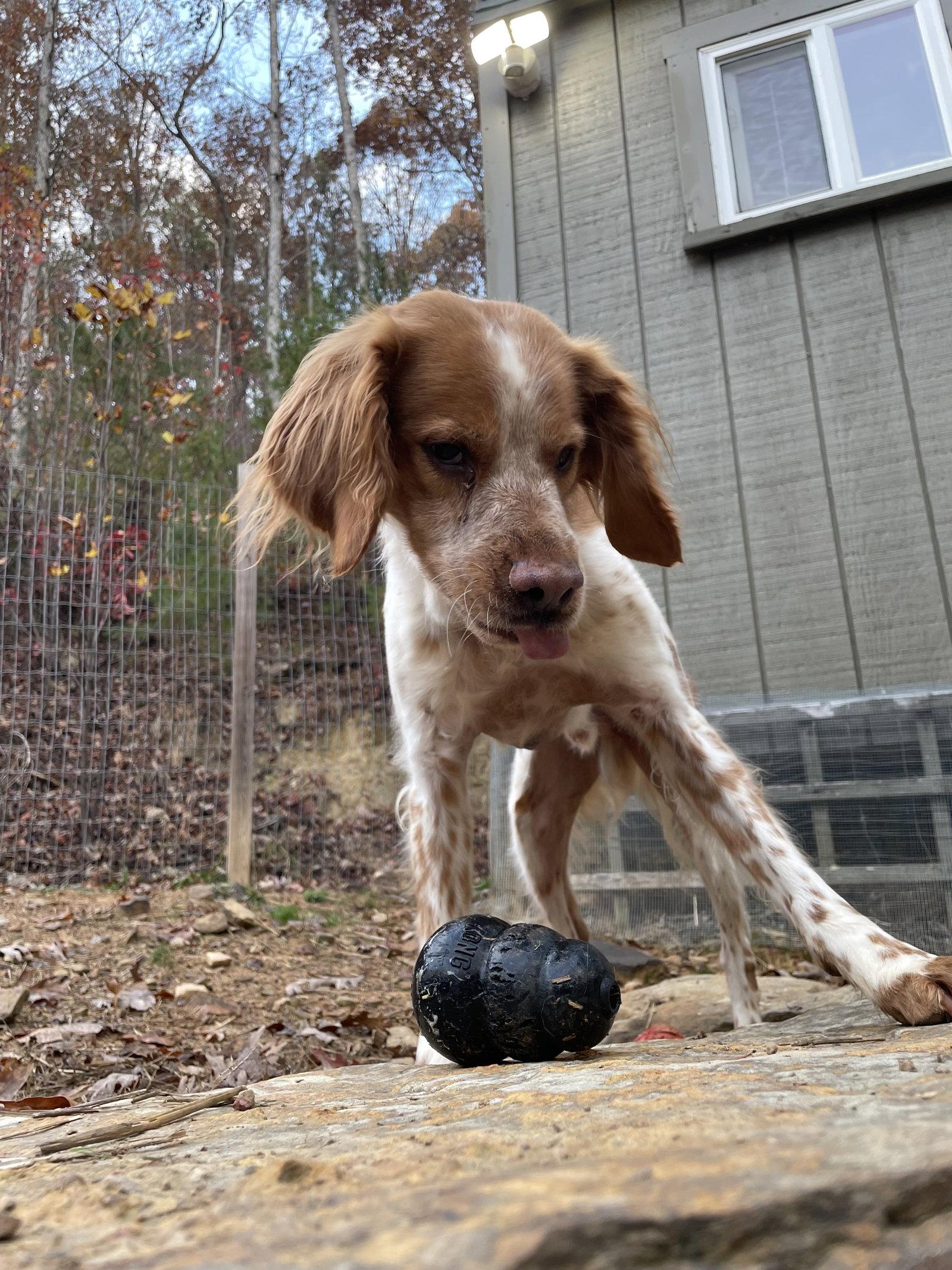 TN/Pete, a Adoptable Brittany Spaniel in Memphis, TN image 2/3