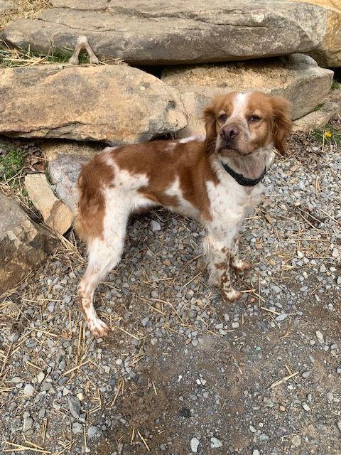 Enlarge TN/Pete, a Adoptable Brittany Spaniel in Memphis, TN image 2/3