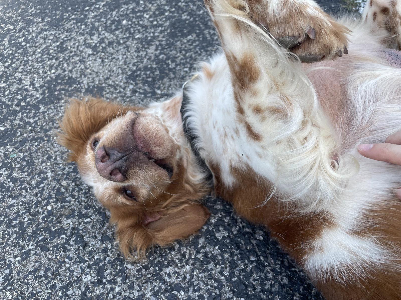TN/Pete, a Adoptable Brittany Spaniel in Memphis, TN image 3/3