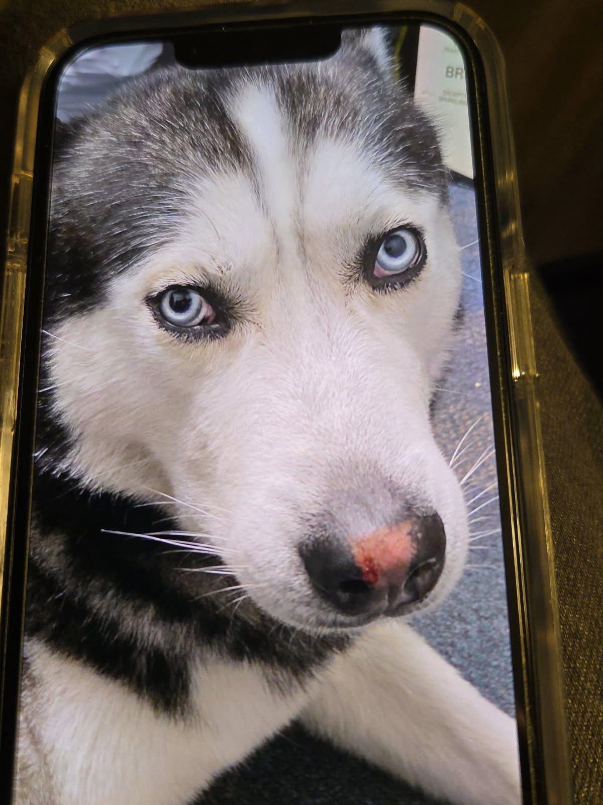 Enlarge Alpha, a ADOPTABLE Husky in New Smyrna Beach, FL image 1/2