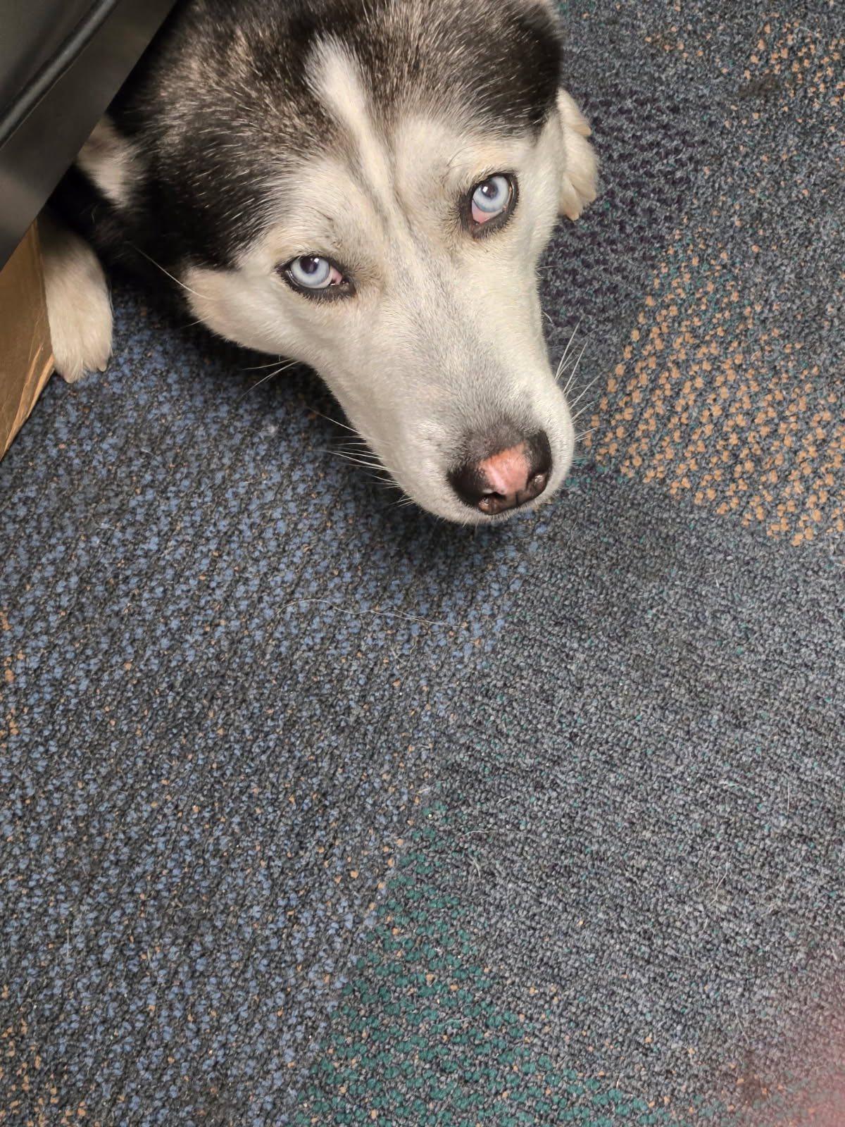 Enlarge Alpha, a ADOPTABLE Husky in New Smyrna Beach, FL image 2/2