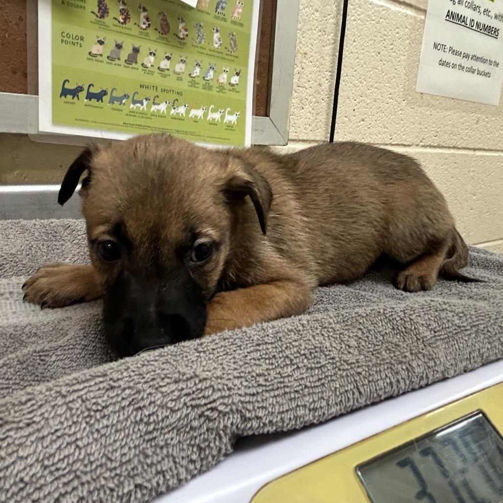 Enlarge Tangerine, a Adoptable mixed breed in Nashville, TN image 1/2