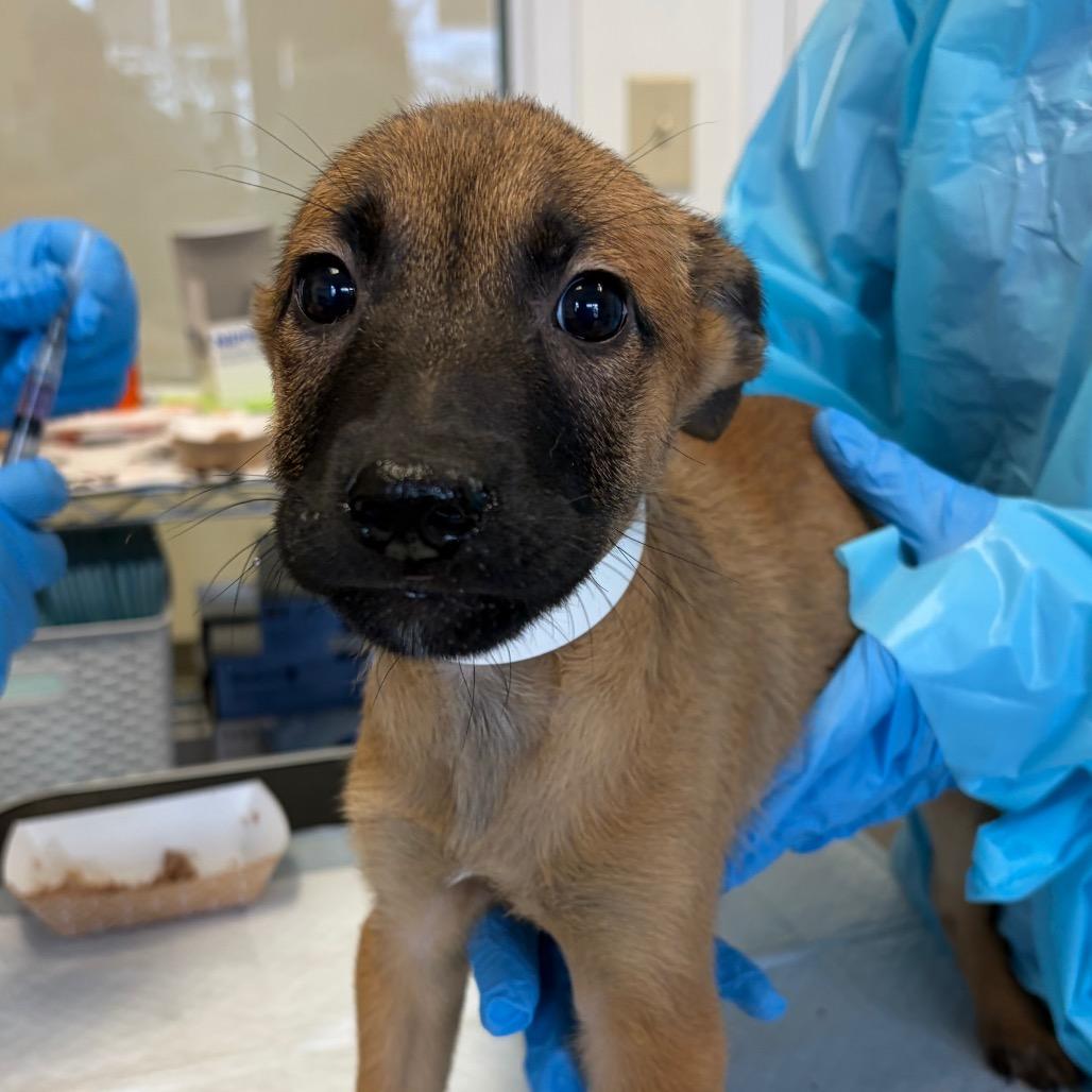Enlarge Tangerine, a Adoptable mixed breed in Nashville, TN image 2/2