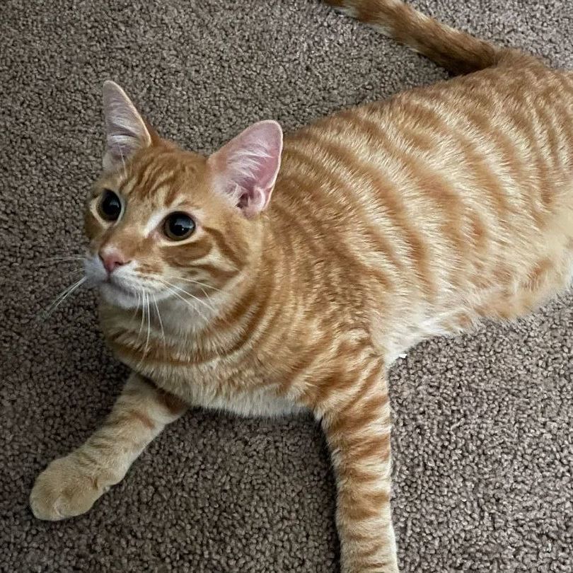 Pumpkin