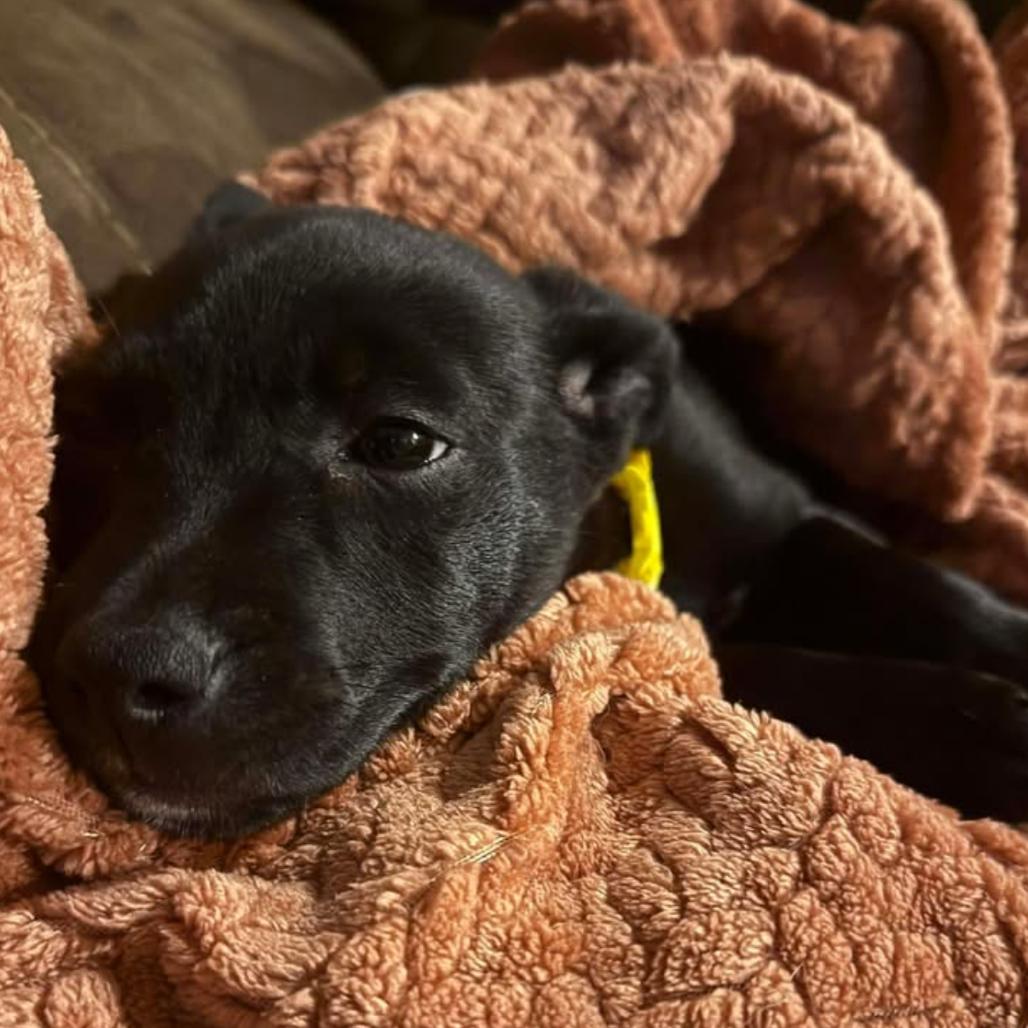 Lizzie, Adoptable, Puppy Female Pit Bull Terrier.