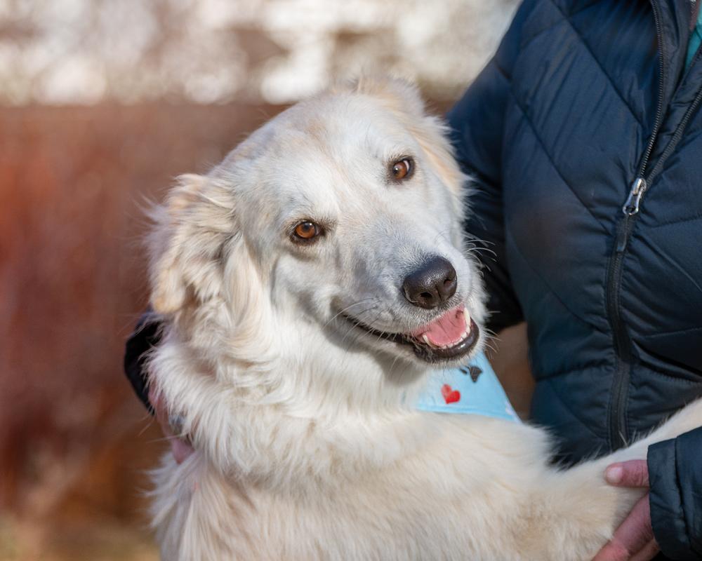 Shunka, a Adoptable Great Pyrenees in Colorado Springs, CO image 1/5