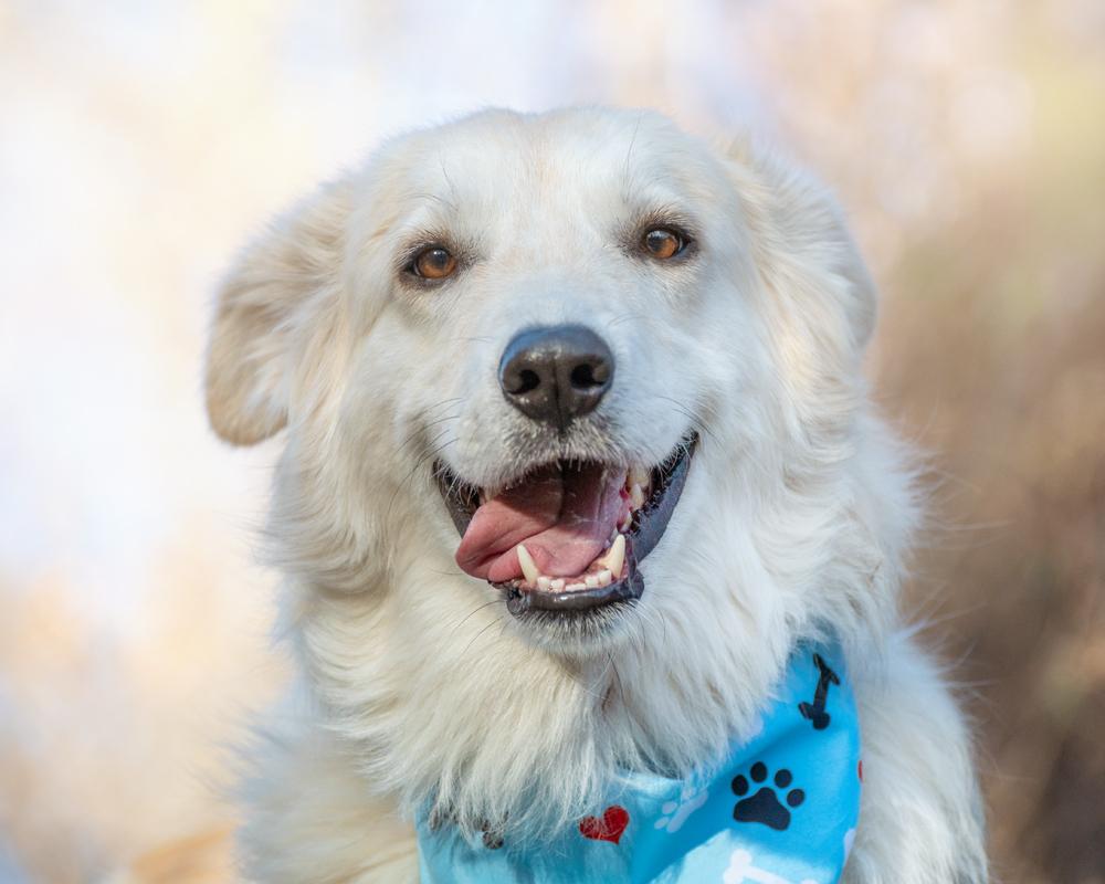 Shunka, a Adoptable Great Pyrenees in Colorado Springs, CO image 2/5