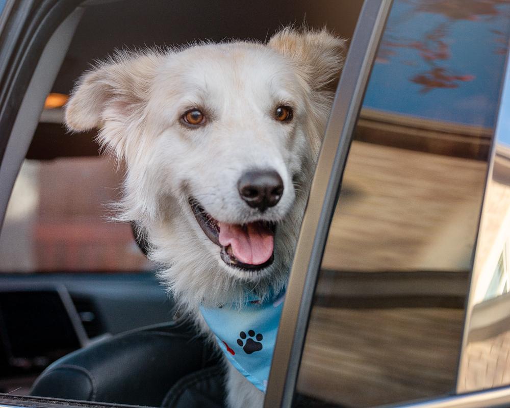 Shunka, a Adoptable Great Pyrenees in Colorado Springs, CO image 3/5
