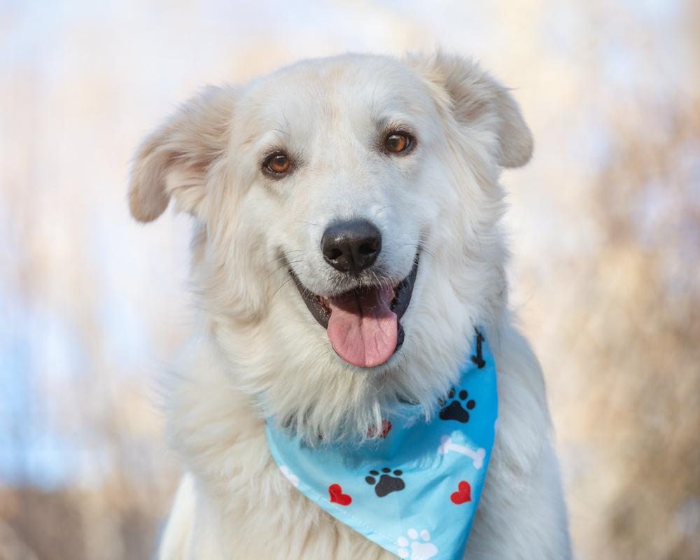 Shunka, a Adoptable Great Pyrenees in Colorado Springs, CO image 4/5