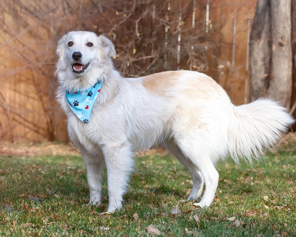 Shunka, a Adoptable Great Pyrenees in Colorado Springs, CO image 5/5