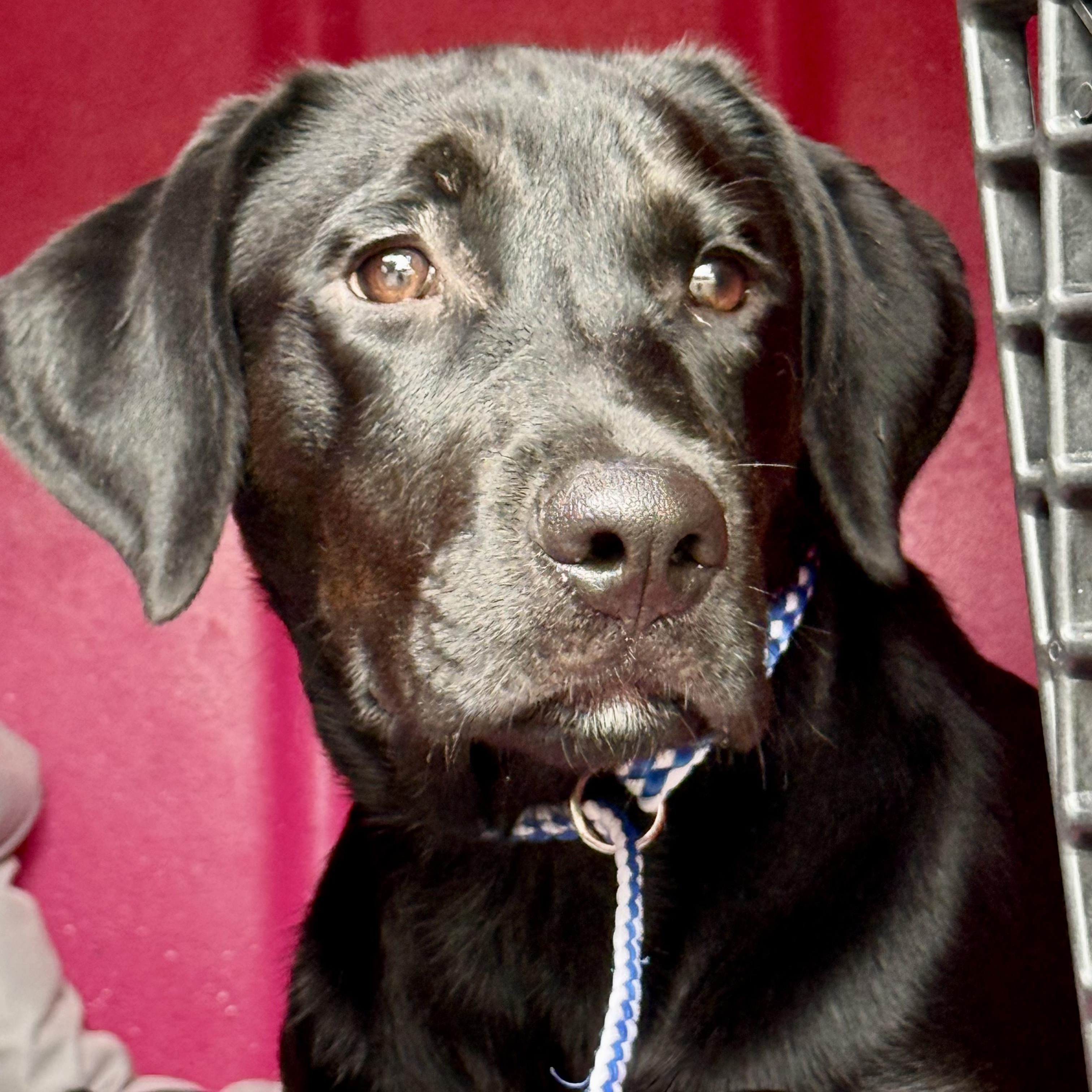 Enlarge Jett, a Adopted Labrador Retriever in Murphysboro, IL image 3/4
