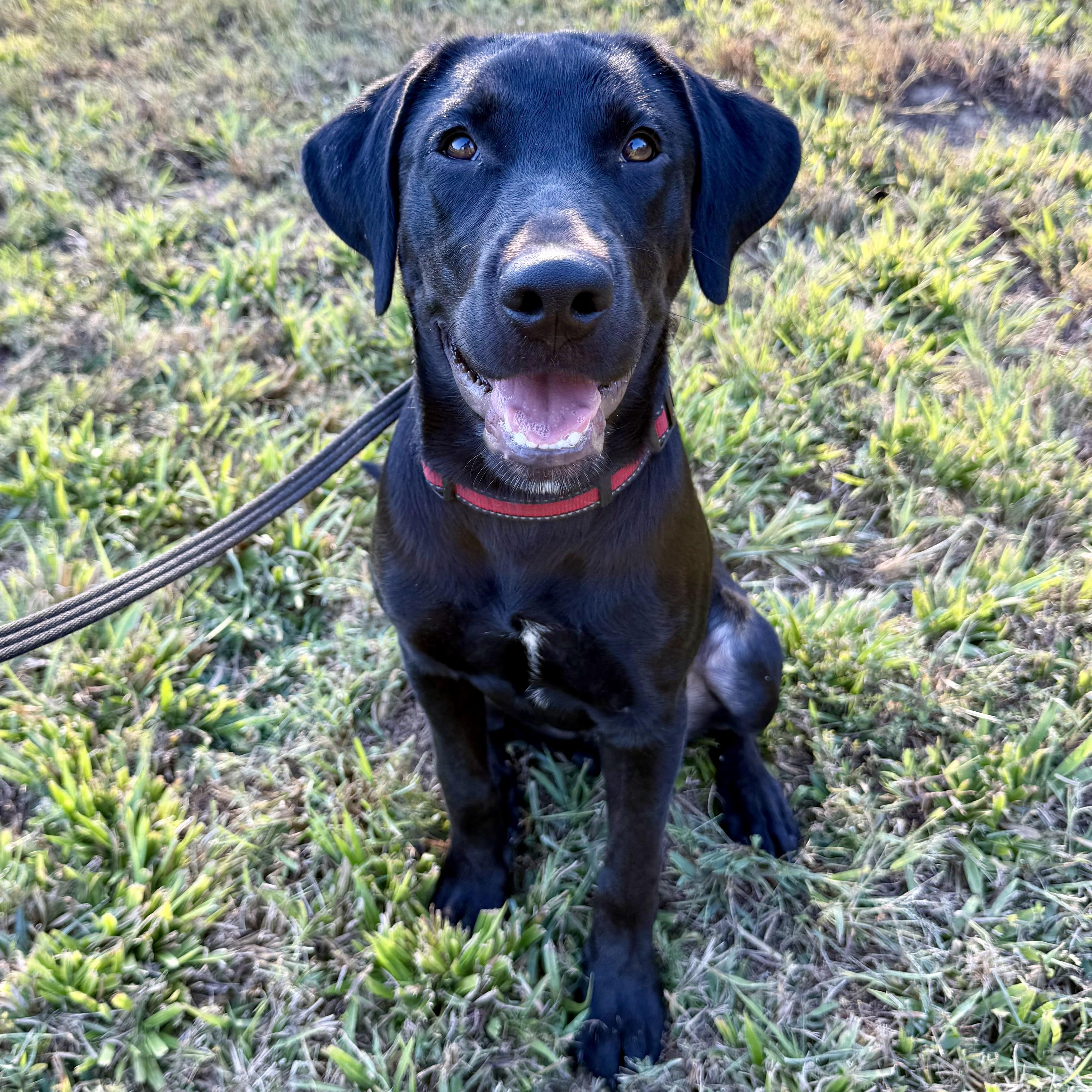 Enlarge Jett, a Adopted Labrador Retriever in Murphysboro, IL image 1/4