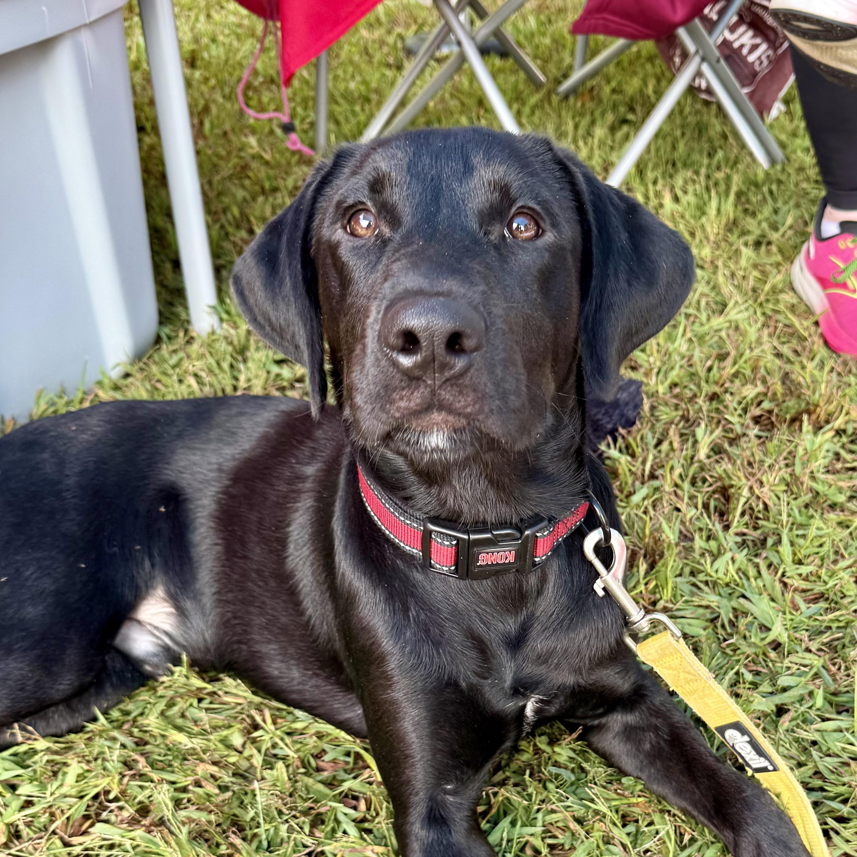 Enlarge Jett, a Adopted Labrador Retriever in Murphysboro, IL image 4/4