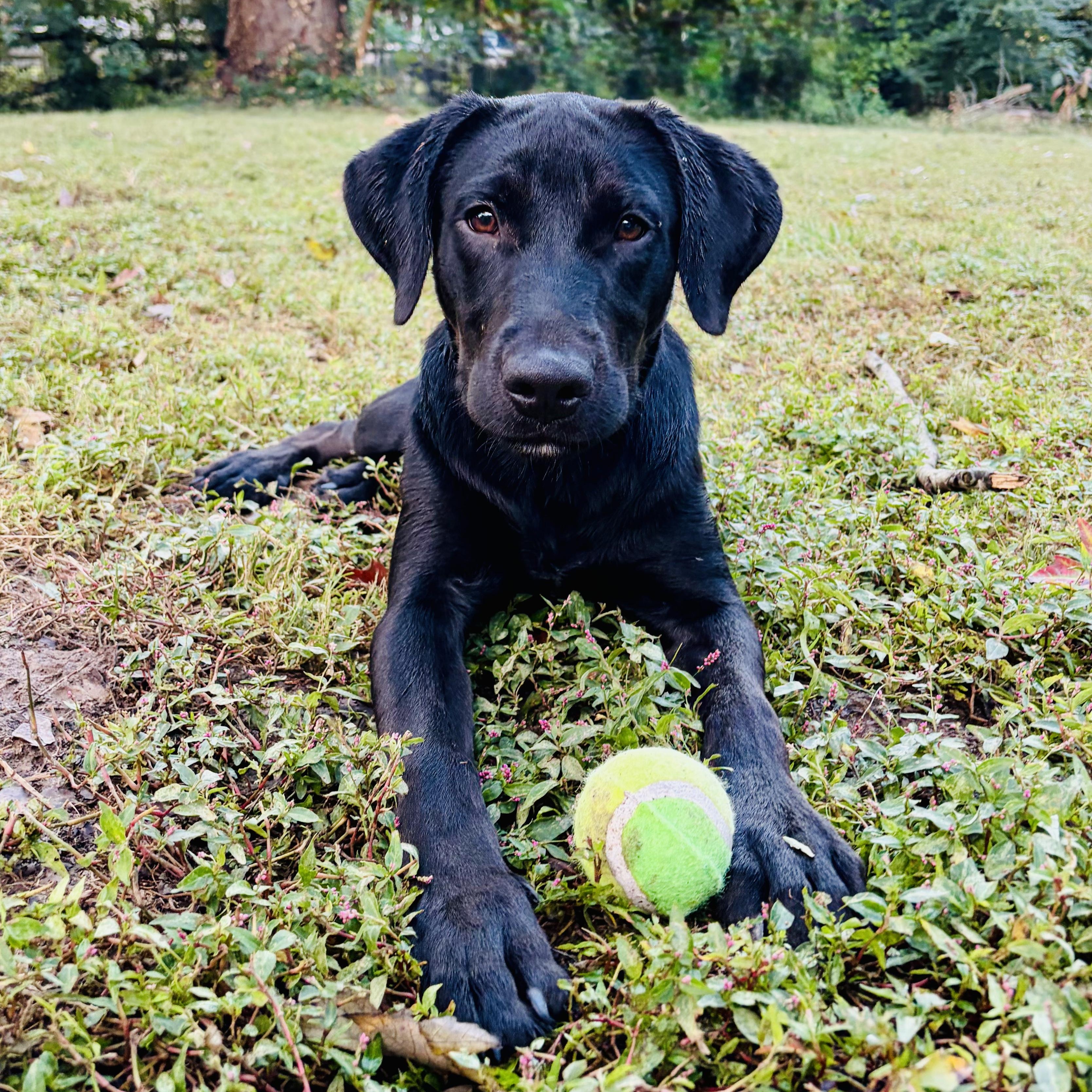 Enlarge Jett, a Adopted Labrador Retriever in Murphysboro, IL image 2/4