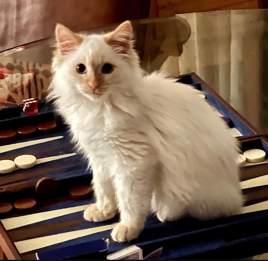 Biff (Sunflower)**adopted, Adopted, Kitten Male Siamese.