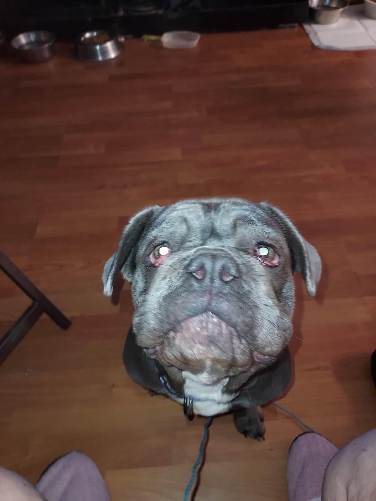 Ivan, Adoptable, Young Male French Bulldog & Bulldog.