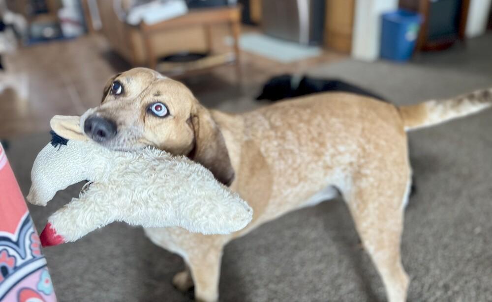 Enlarge Dory (River), a Adoptable mixed breed in Cloverdale, IN image 2/6