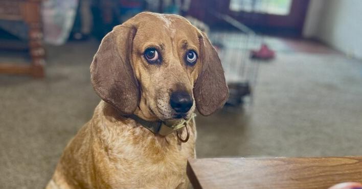 Enlarge Dory (River), a Adoptable mixed breed in Cloverdale, IN image 3/6