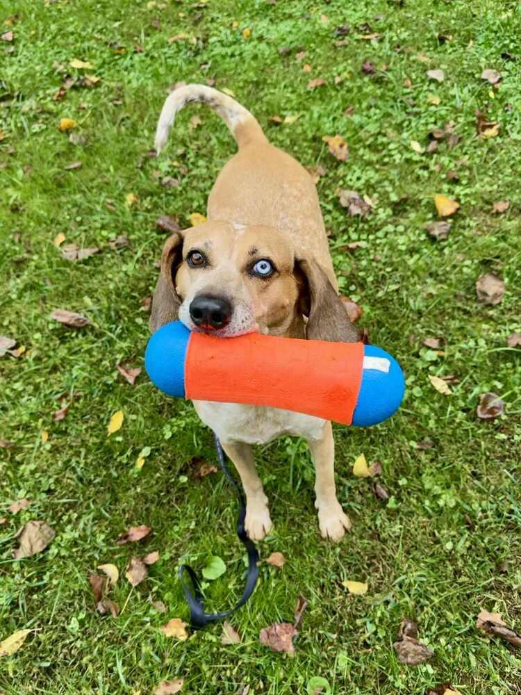 Enlarge Dory (River), a Adoptable mixed breed in Cloverdale, IN image 6/6