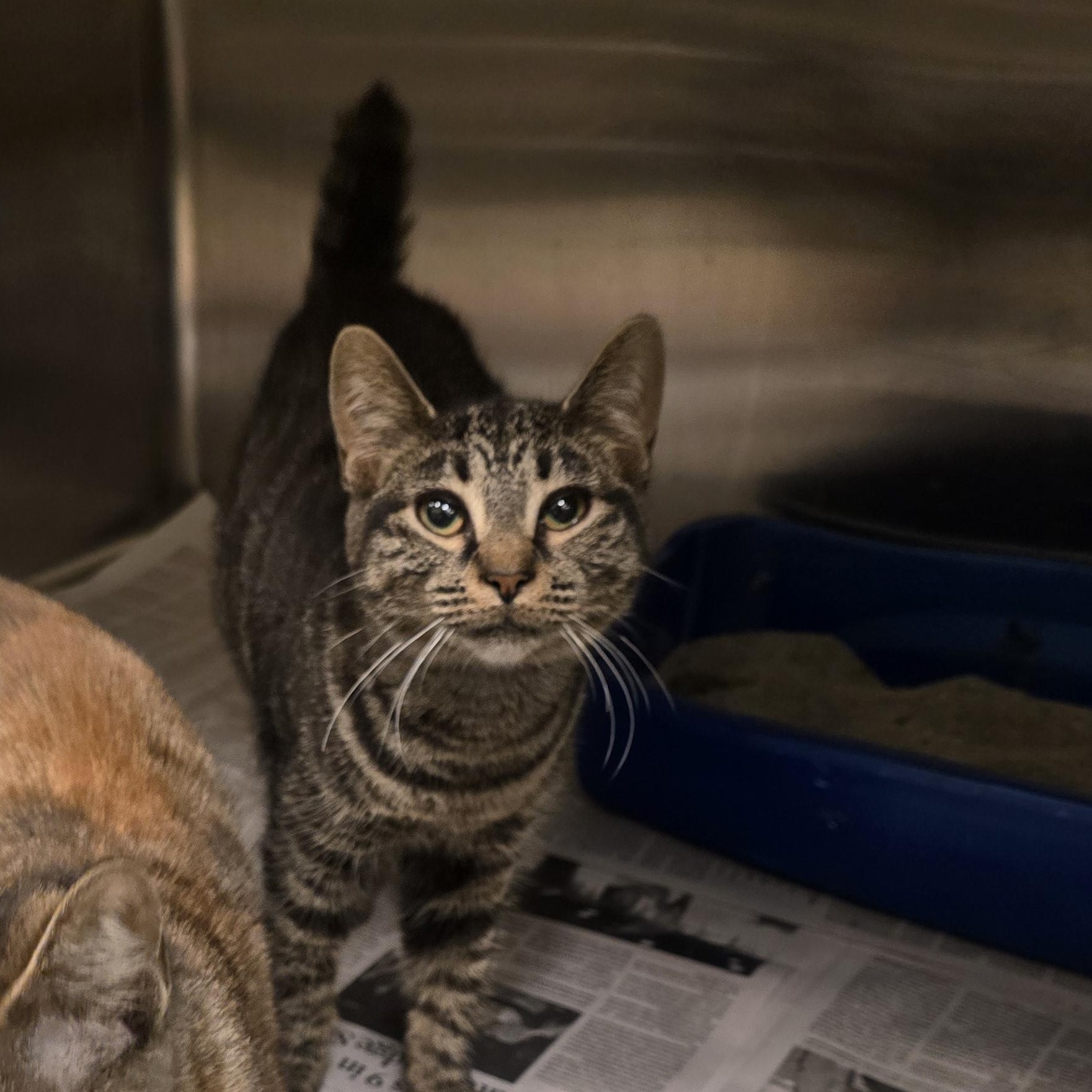 Enlarge Annabeth, a Adopted Domestic Short Hair in Cicero, IL image 1/1