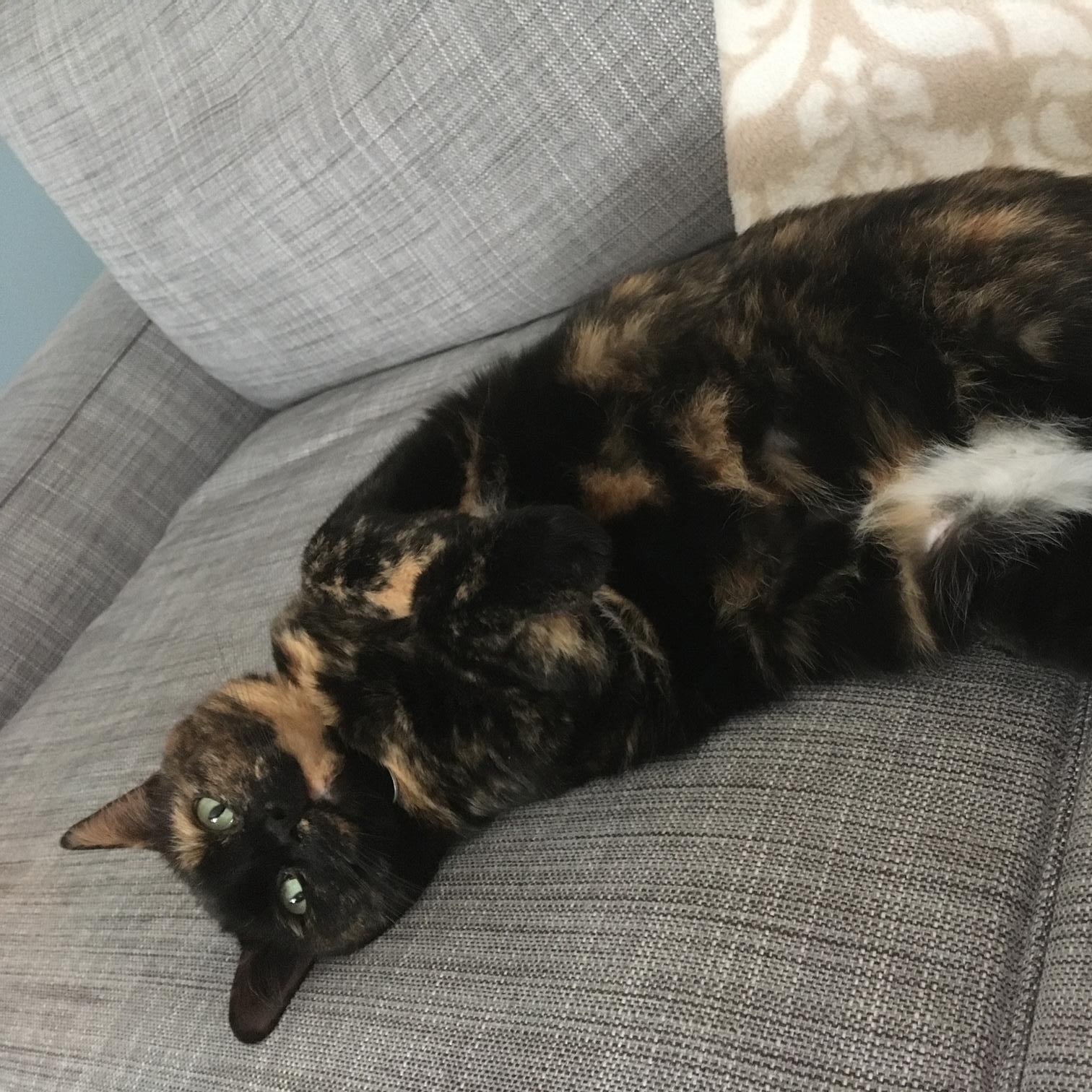 Enlarge Izzy, a ADOPTABLE Tortoiseshell in Frederick, MD image 5/6